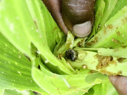 Un gusano cogollero atacando una joven planta de maíz en Zimbabue.