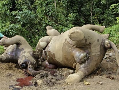 Dos de los elefantes pigmeo muertos en Malasia.