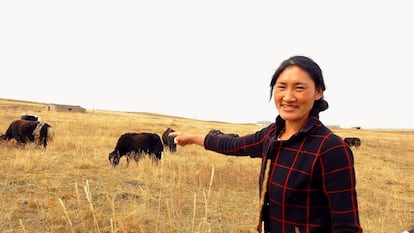 A nômade tibetana Tsewang Zanmo mostra seu rebanho de iaques.