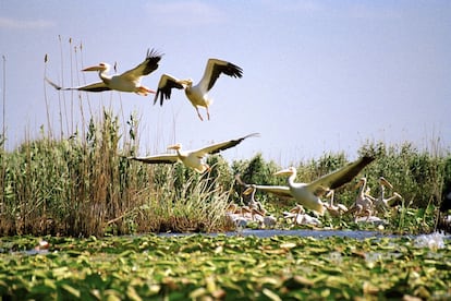 El Danubio desemboca en el Mar Negro abriéndose en una red de canales que vertebran un paisaje de marismas. Lagos, islas cubiertas de cañaverales y carrizales, zonas pantanosas y bosques de ribera que se inundan en primavera y en otoño integran el delta del gran río europeo, en Rumanía. Un paraíso de plantas, peces y aves, entre ellas muchas migratorias que acuden a anidar.