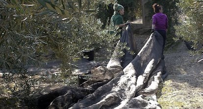 Dos mujeres en la campa&ntilde;a de la aceituna en Ja&eacute;n.