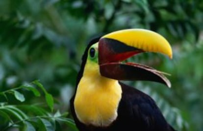 Tucán de pico castaño en el parque nacional de Darien, en Panamá.