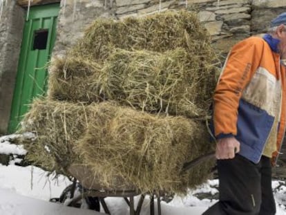 Un agricultor transporta forraje para animales en Noceda, en la sierra de O Courel.