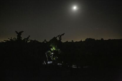 La vendimia nocturna se extiende durante mes y medio, aunque solo 25 días son útiles. En las recolecciones de las bodegas Luis Pérez trabajan 50 personas que cobran unos 60 euros por siete horas y cuarto en el tajo. La jornada laboral comienza a las 22 horas y acaba a las 5.15 de la madrugada.