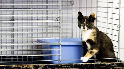 Un gato en una jaula en un refugio de animales de Utrecht.