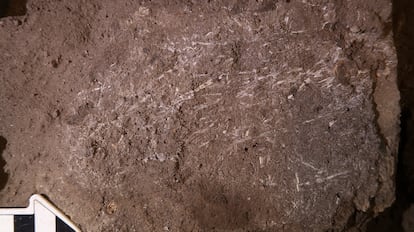 Fragmentos de hierba fosilizada de hace 200.000 años.      