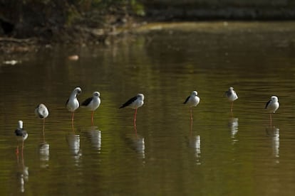 Los expertos calculan que S'Albufera de Mallorca, la zona húmeda más extensa de Baleares, se formó hace menos de 100.000 años, y ha ido cambiando su morfología con el tiempo. Fue declarada parque natural en 1988, y es también Zona Húmeda de Importancia Internacional. Se sitúa en el noreste de la isla balear, en los términos municipales de Muro y sa Pobla, y se encuentra separada del mar por un cordón de dunas. Se puede acceder a pie o en bicicleta por el puente de los Ingleses, y realizar varios itinerarios autoguiados —el de Colombars, el de sa Roca, des Cibollar, Camino d'Enmig, ses Puntes—, con un permiso de visita que es gratuito y hay que solicitar en el centro de recepción sa Roca. <br></br> Más información: <a href="http://ca.balearsnatura.com/parque_natural/parc-natural-de-salbufera-de-mallorca/" target="_blank">ca.balearsnatura.com</a>