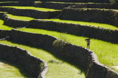 Los verdes arrozales dispuestos en terrazas escalonadas que trepan por las cordilleras de la isla filipina de Luzón son el emblema de un legado agrícola con 2.000 años de antigüedad. Conocidas como la octava maravilla del mundo, este sistema de cutivo ideado por el hombre encadena decenas de parcelas en cascada aferradas a los empinados valles, que terminan por fundirse con el frondoso y verde fondo de estos.