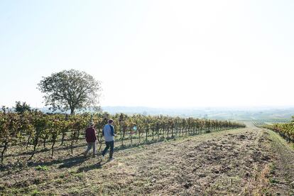 Alex y Maria Koppitsch trabajan apasionadamente sus viñedos en Neusiedl am See, Austria, donde cultivan una diversidad impresionante de 11 variedades diferentes de uvas.