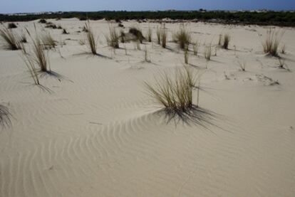 Dunas móviles del Parque Nacional de Doñana que entran dentro del deslinde ordenado por el Ministerio de Medio Ambiente.