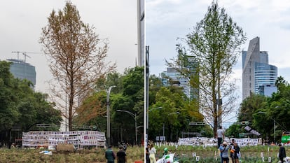 A la derecha, el ahuehuete a una semana de ser transplantado, y a la izquierda, cuando llegó a la glorieta en Paseo de la Reforma.