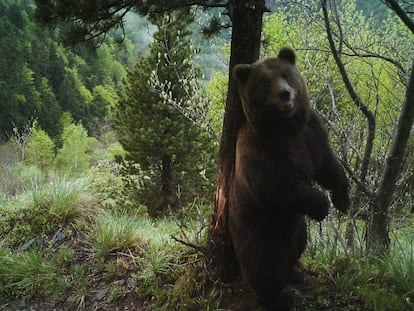 El oso Cachou, en una imagen del Consejo General de Arán de 2017.
