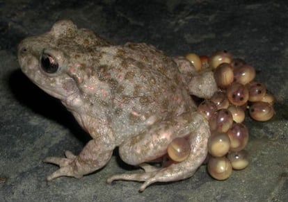 Sapo partero ('Alytes obstetriccans') de Peñalara.