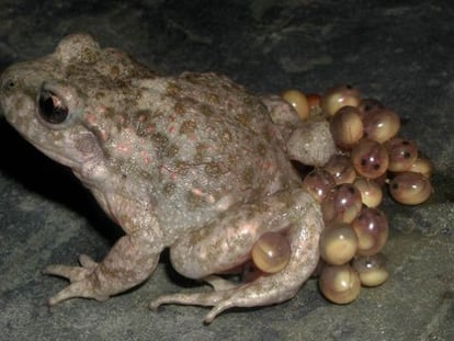 Sapo partero (&#039;Alytes obstetriccans&#039;) de Pe&ntilde;alara.