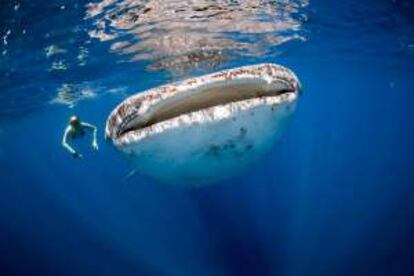Un inofensivo tiburón ballena, el pez más grande del mundo (puede medir hasta 15 metros), en Islas Maldivas.