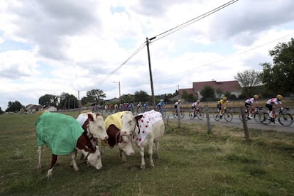 Las vacas decoradas con los maillots del Tour pasan de mirar a los ciclistas que atraviesan Francia.