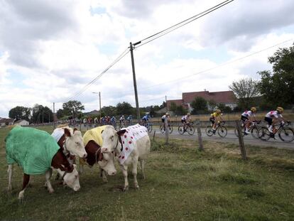 Las vacas decoradas con los maillots del Tour pasan de mirar a los ciclistas que atraviesan Francia.