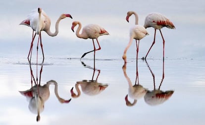 Flamencos en la laguna de Fuente de Piedra (Málaga).