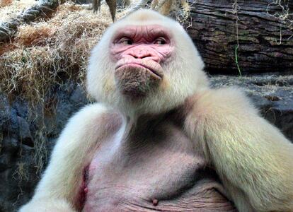 Copito de Nieve, el mono albino del Zoo de Barcelona.