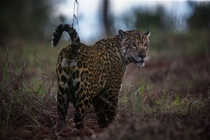 Uma onça pintada, no Pantanal.