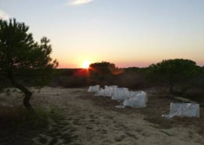 Los cercados en las dunas de arena del Parque Natural de Doñana.