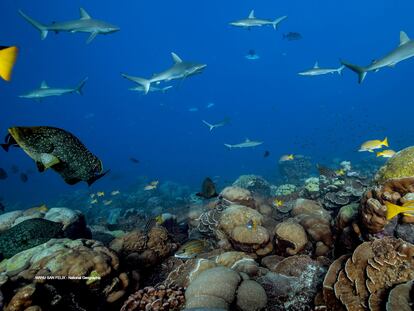 Los arrecifes de coral sanos mantienen la riqueza de la biodiversidad marina. En vídeo, las imágenes de los arrecifes.