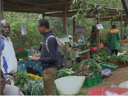 Los pequeños agricultores se rebelan en Kenia contra las semillas modificadas genéticamente