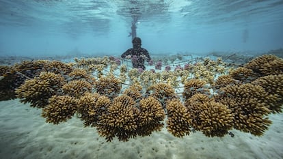 Los jardineros del mar que cultivan arrecifes de coral