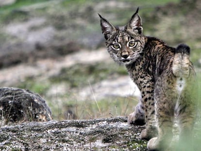 Lince ibérico en la sierra de Andújar.