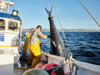 Un hombre, un anzuelo, un atún rojo: sostenibilidad con recompensa