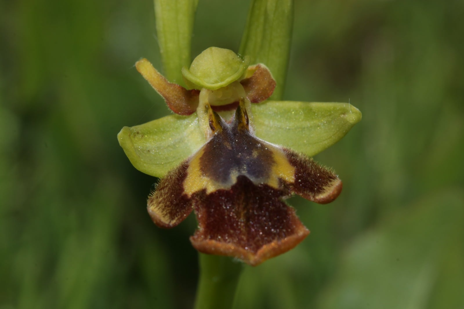 La flor de la Ophrys x chobautii engaña a los polinizadores con su aspecto..