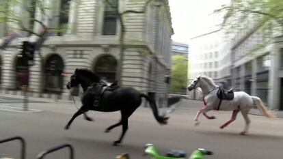 Un grupo de caballos del ejército británico en el centro de Londres este miércoles.