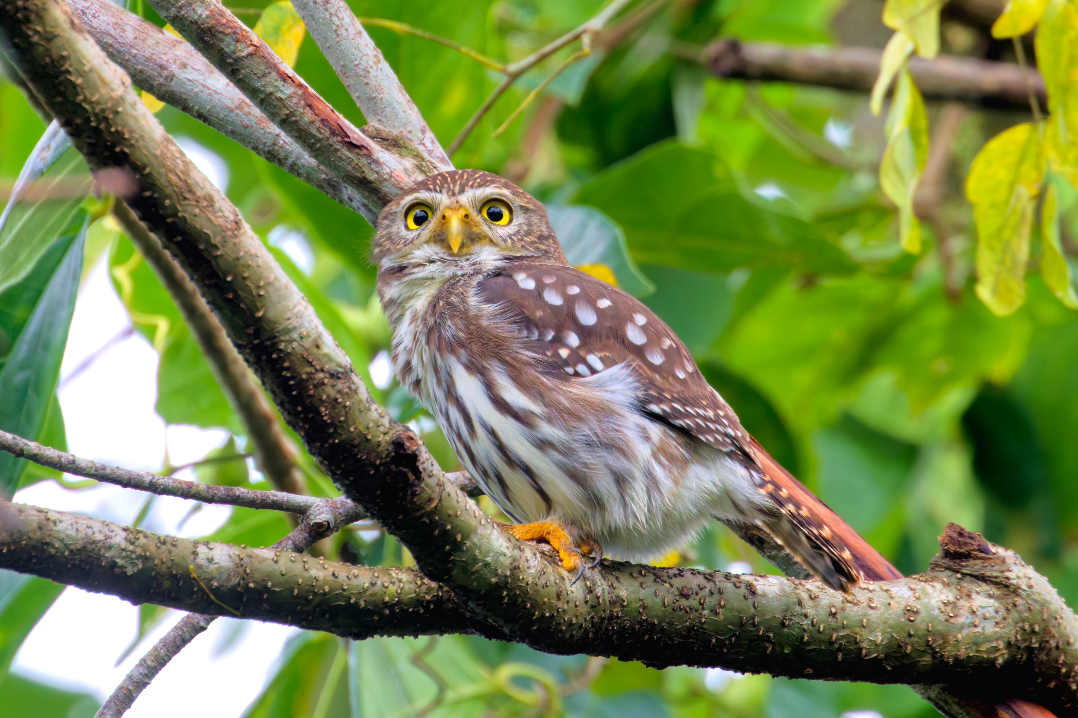 Un búho pigmeo ferruginoso fotografiado en el pueblo de Muyil (México).