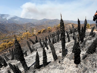 Parajes quemados por el incendio en Sierra Bermeja.
