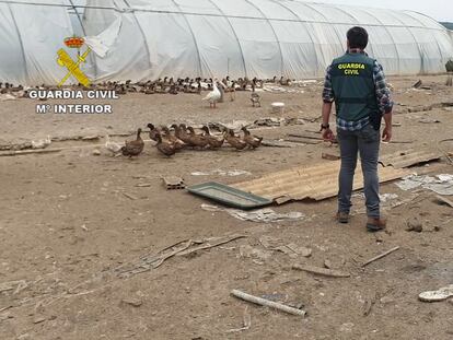 El Seprona descubre un matadero en Madrid que distribuía carne en mal estado por toda España