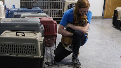 Un trabajador de rescate abraza a un cachorro de beagle rescatado en Virginia, Fairfax, el 8 de agosto de 2022.