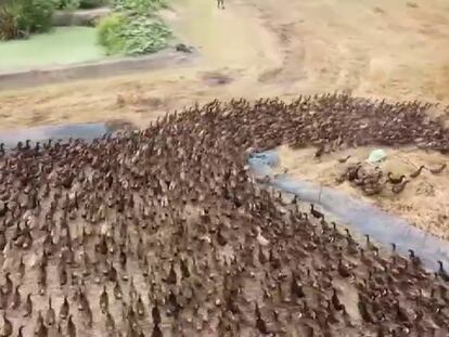 Una bandada de 10.000 patos limpia de plagas los arrozales de Tailandia. En vídeo, los "patos cazadores" que limpian los arrozales en Tailandia.