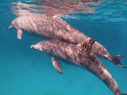 Vídeo | Delfines que descubren su propia cura en el fondo del mar