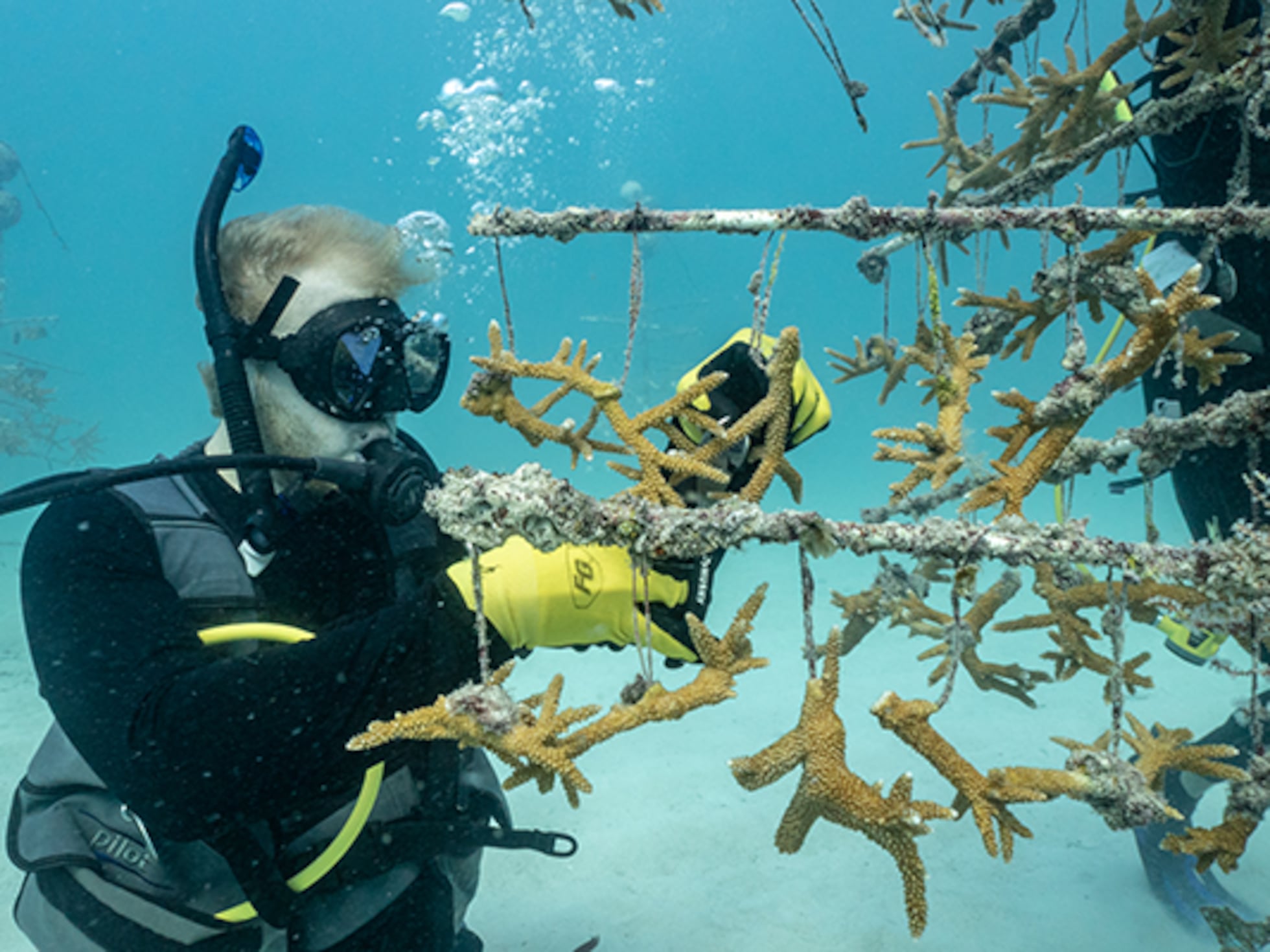 Restaurar los Arrecifes de Coral para un Futuro Sostenible: El Esfuerzo de Miami Dade por Proteger la Vida Submarina