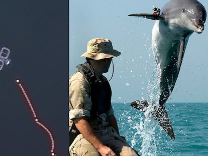 Vídeo | Los delfines del mar Negro, aliados y víctimas en la guerra de Ucrania