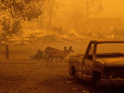 Los incendios forestales se extienden por el continente americano en los últimos meses. FOTO:AP|VIDEO: Reuters