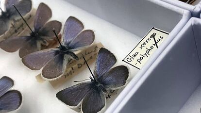 Ejemplares de la mariposa Xerces son exhibidos en la Academia de Ciencias de California en San Frnacisco, el 11 de abril 2024.