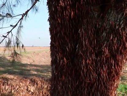 Varias langostas en un campo de cultivo. En vídeo, la plaga de estos insectos a su paso por Argentina.