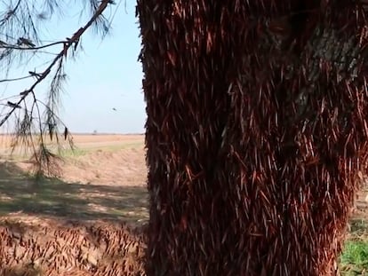 Varias langostas en un campo de cultivo. En vídeo, la plaga de estos insectos a su paso por Argentina.