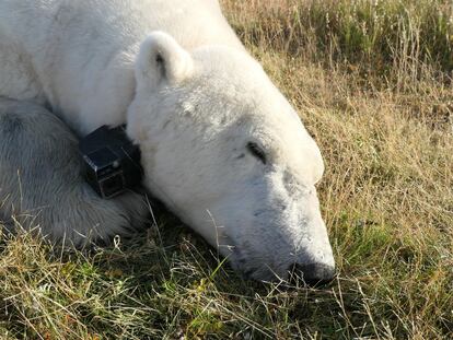 Así es la lucha desesperada de los osos polares por encontrar comida en un Ártico que se derrite