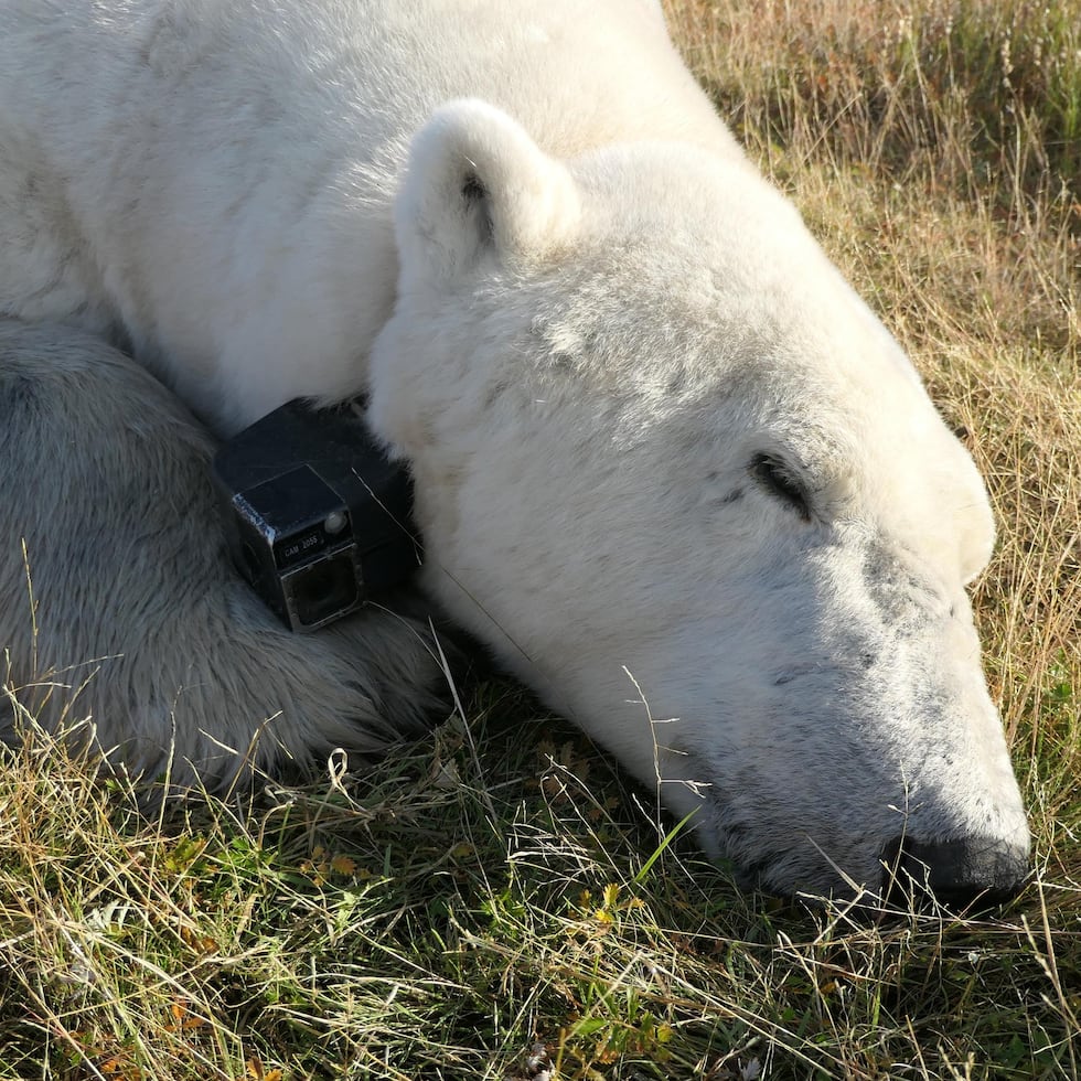 Así es la lucha desesperada de los osos polares por encontrar