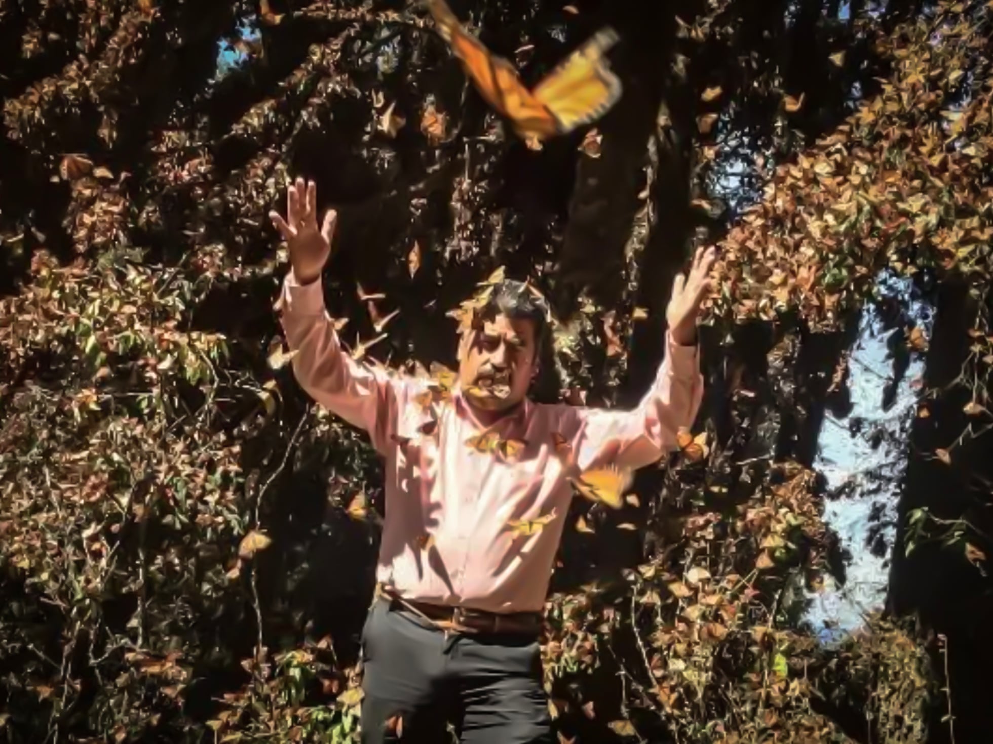 La mariposa monarca disminuye su presencia en México este invierno