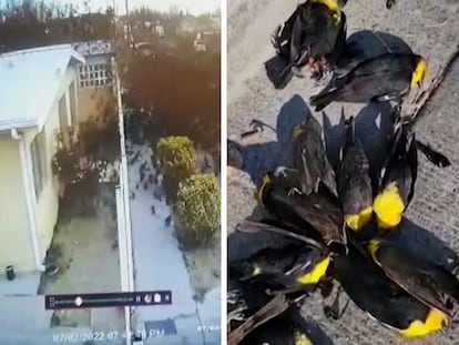 El desplome de las aves captadas por las cámaras de seguridad de la policía.