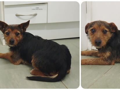 Cuatro abandonos de perros con final feliz y un quinto, sacrificado