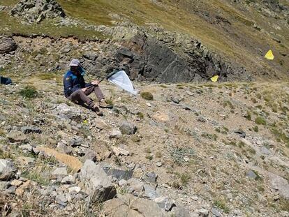 El paso de 30 metros en los Pirineos por el que migran millones de insectos